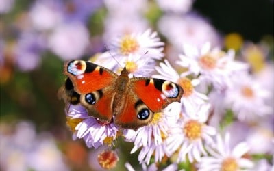 Is that butterfly really a symbol?